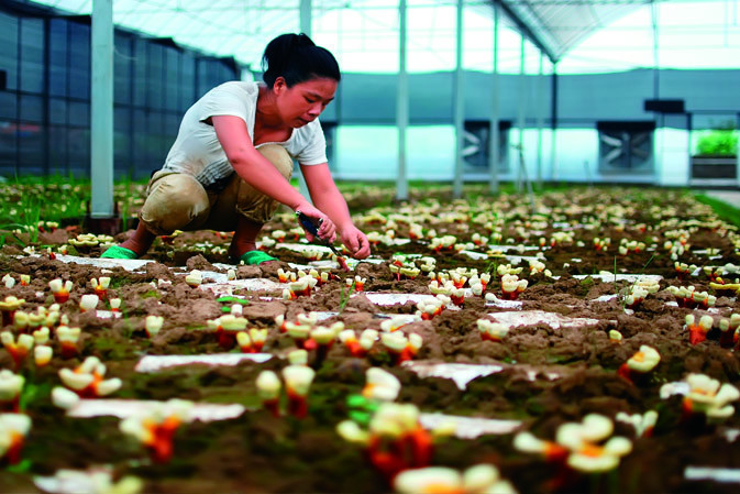 剪枝|仙客來靈芝|中國靈芝十大品牌|中國馳名商標|中國首家靈芝全產(chǎn)業(yè)鏈可視工廠