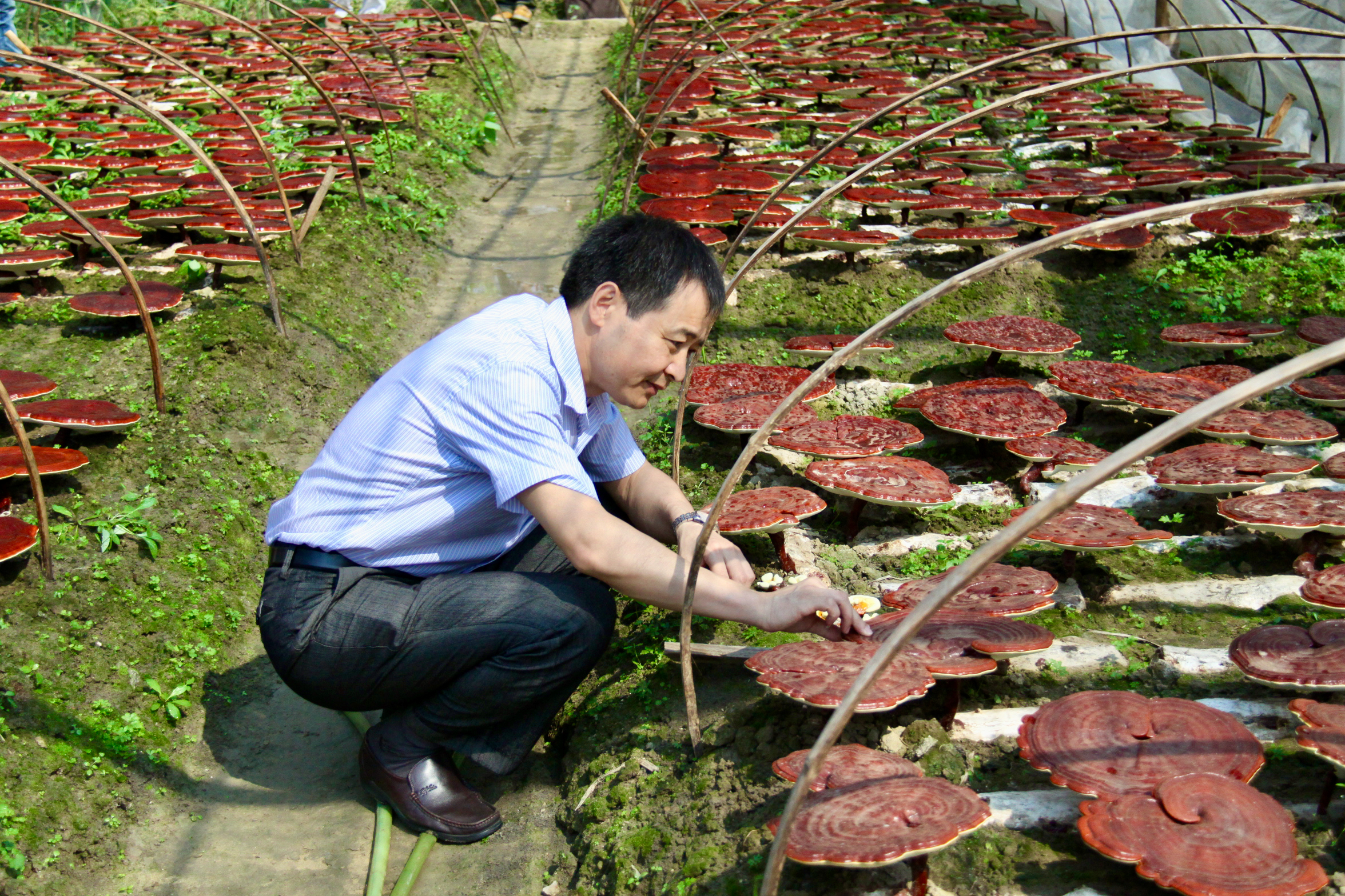 杭州亞運(yùn)會(huì)官方靈芝產(chǎn)品供應(yīng)商|杭州亞運(yùn)會(huì)官方供應(yīng)商|中國靈芝十大品牌|仙客來靈芝|仙客來靈芝破壁孢子粉|仙客來孢子油|仙客來靈芝飲片|仙客來破壁孢子粉|靈芝孢子油|孢子粉|靈芝破壁孢子粉|靈芝|中華老字號(hào)